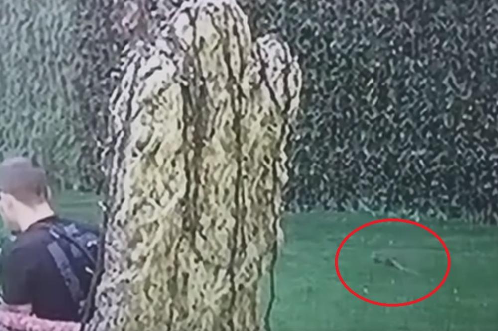 FUUUUUUUJ! Dok je on pričao sa Drvetom Mudrosti pored njega se šetao PACOV od bar DVE KILE