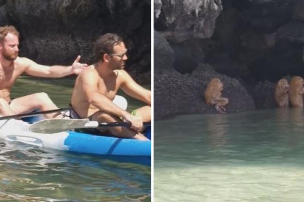 TURISTI NAIŠLI NA JEZIV PRIZOR: Čudne životinje izgledale su kao da obavljaju neki RITUAL! (VIDEO)