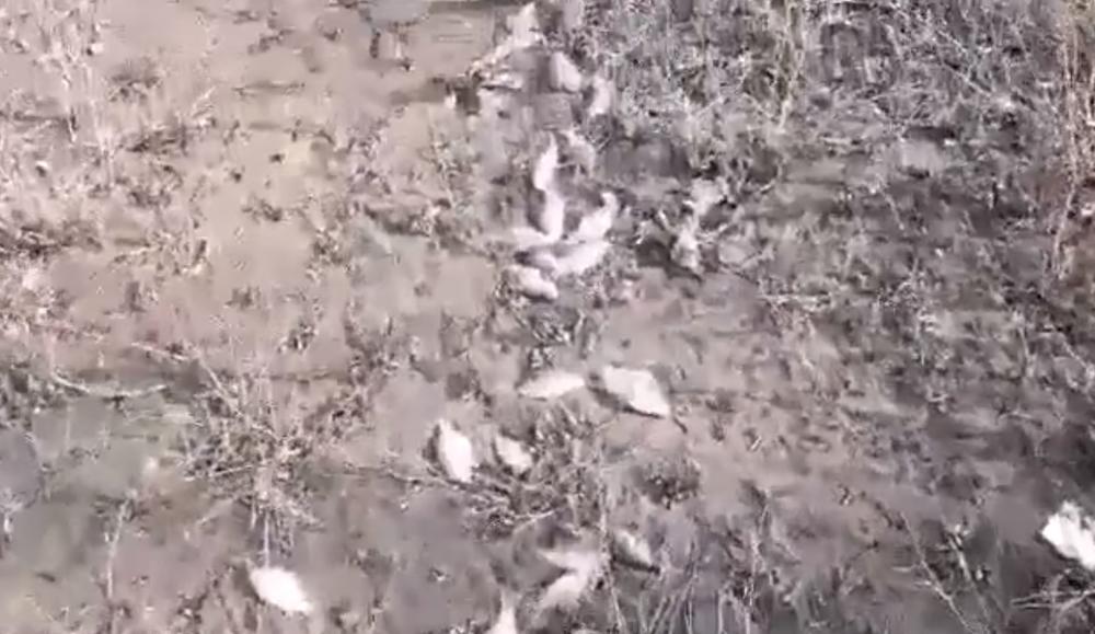 VELIKI POMOR RIBE U DUNAVU  