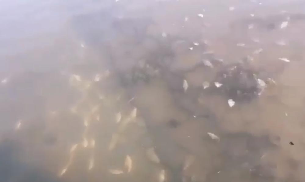 VELIKI POMOR RIBE U DUNAVU  