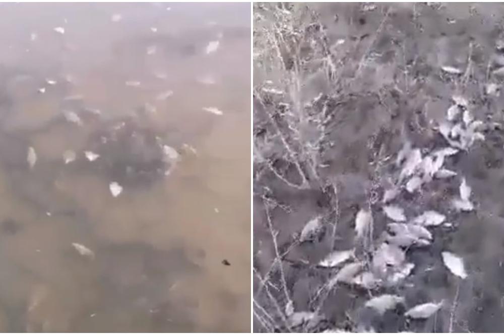 Pronađeno najmanje nekoliko TONA leševa RIBE u Prahovu! Ribolovci krive FABRIKU, a evo šta kaže DIREKTOR (VIDEO)