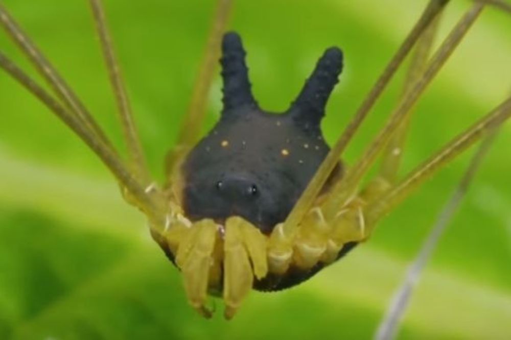 IMA UŠI PSA I MALE ŽUTE MRLJE NA GLAVI: U prašumi pronađen HIBRID PSA I PAUKA! LUČI SEKRET, A NEMA ŽLEZDE (VIDEO)