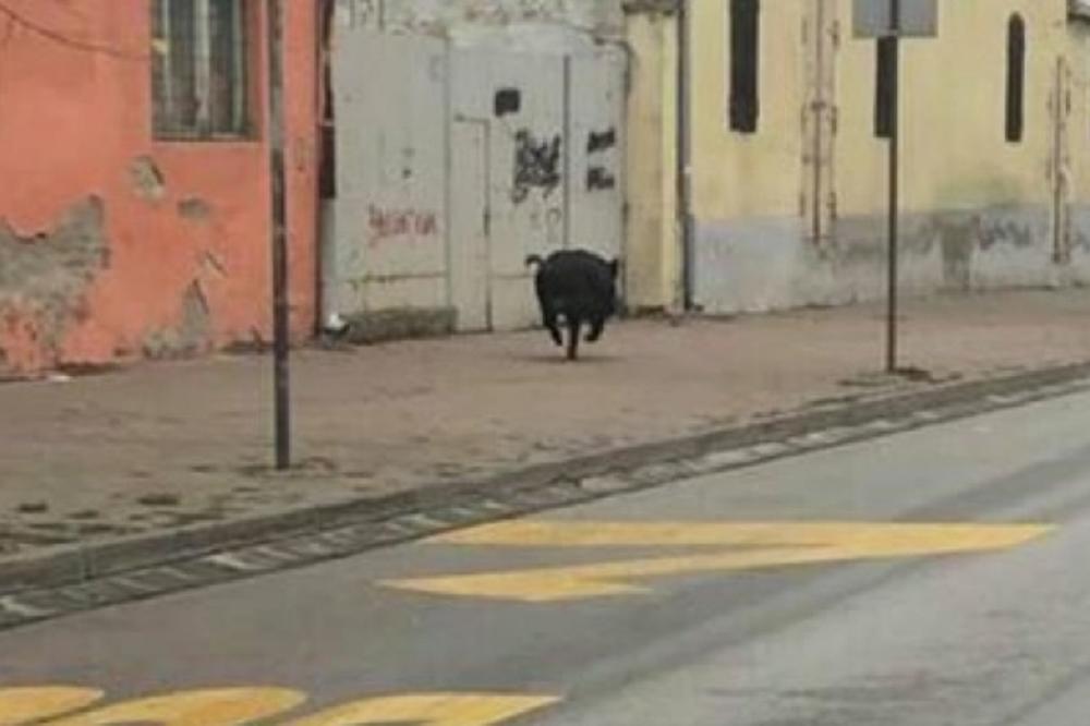 DIVLJI VEPAR LUDUJE PO ŠAPCU: Došao je iz Srema, preplivao Savu i trenutno je u bekstvu! U TOKU JE POTERA POLICIJE