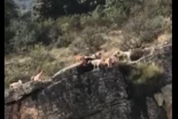 SVE IH JE ODVEO U SMRT: Potresan snimak srndaća koji se bori protiv lovaca i njihovih pasa! (VIDEO)
