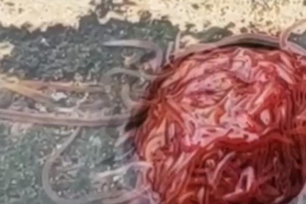 IZ KANALIZACIJE JE IZAŠLO NEŠTO PULSIRAJUĆE! Čovek snimio GROZNO ČUDOVIŠTE ispred svoje kuće! (VIDEO)