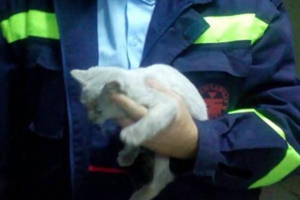 HEROJSKA AKCIJA BEOGRADSKIH VATROGASACA: Maca je propala kroz METALNI STUB, a oni su je SJAJNOM REAKCIJOM spasili