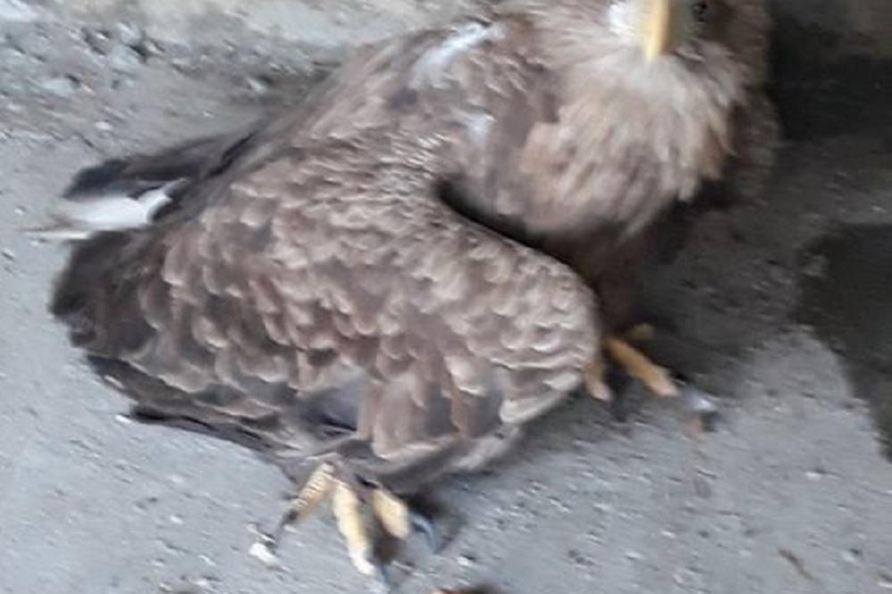 VELIČANSTVENA PTICO ŠTA SMO TI TO URADILI? Otrovan ORAO BELOREPAN, narednih 24h PRESUDNO (FOTO)