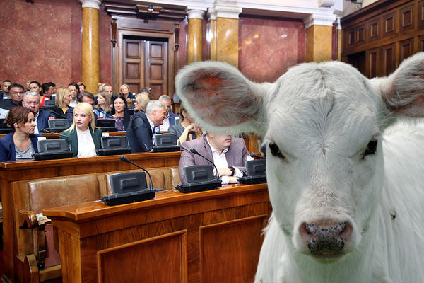 SRPSKI POSLANICI SEDE U FOTELJAMA OD TELEĆE KOŽE?! Da li je ovo još jedan dokaz BAHATOSTI političara?