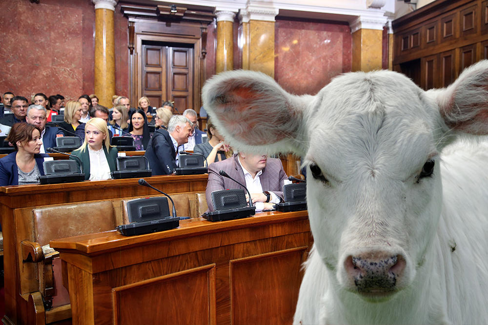 SRPSKI POSLANICI SEDE U FOTELJAMA OD TELEĆE KOŽE?! Da li je ovo još jedan dokaz BAHATOSTI političara?