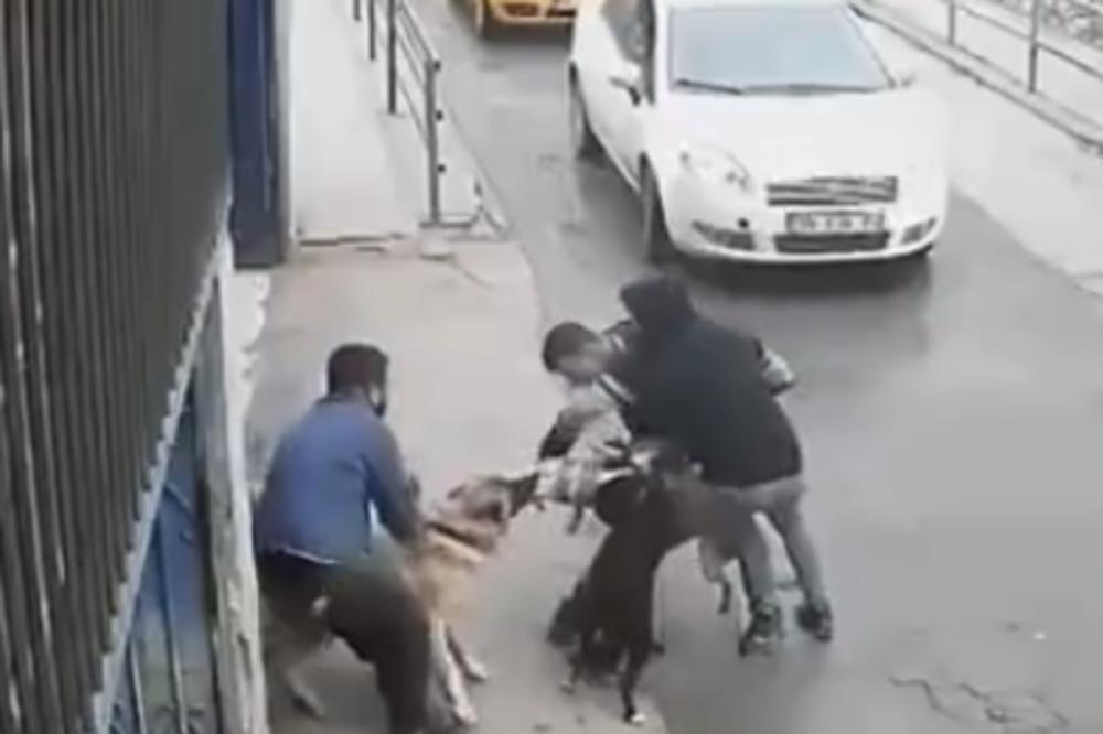 KRVOLOČNI PITBUL JE PRETIO ČOVEKU NA ULICI: A onda mu je s leđa prišlo TURSKO DLAKAVO ČUDOVIŠTE! (VIDEO)