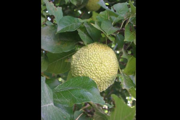 OVE PLODOVE STE SIGURNO VIĐALI SVUDA! Preplavili su Srbiju, a niko ne zna koliko su LEKOVITI