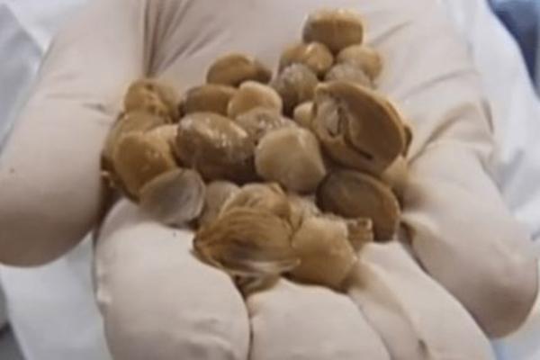 OVE ČUDNE BOBICE UBIJAJU NAJTEŽE BOLESTI: Životinje ih jedu pa ispljunu semenke, stručnjaci otkrili ZAŠTO!