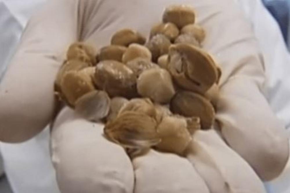 OVE ČUDNE BOBICE UBIJAJU NAJTEŽE BOLESTI: Životinje ih jedu pa ispljunu semenke, stručnjaci otkrili ZAŠTO!