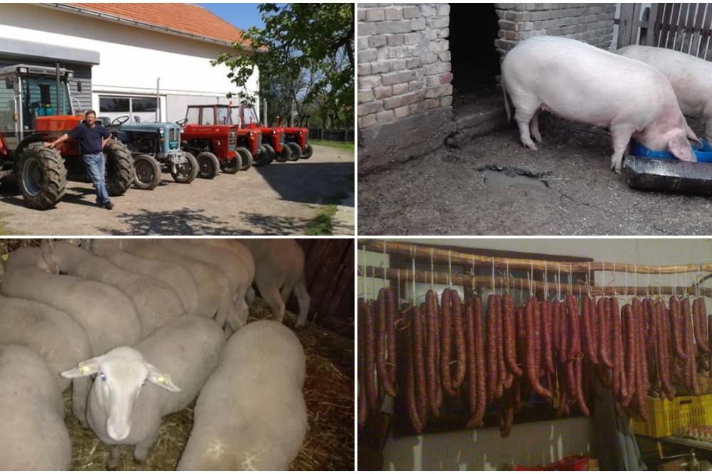 SVINJA 180, JAGNJE 350, PŠENICA ZA 25 DINARA: Mile Šumadinac je PREPOLOVIO cene, a razlog je za SVAKU POHVALU
