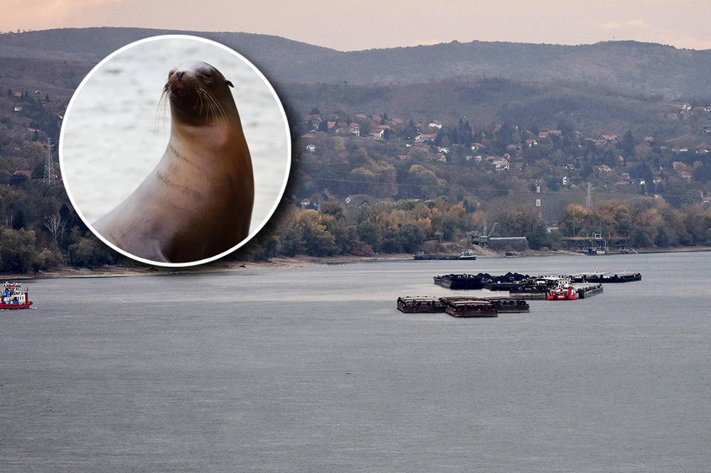 DORĆOLSKA LEGENDA O ČOVEKU-FOKI: Nikad nismo saznali zašto je on to radio!