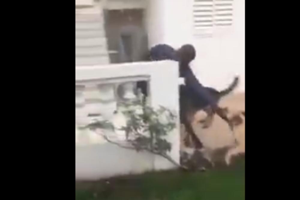 ISCEPALI SU GA: Ovaj lopov je upao u dvorište, ali NIJE VIDEO DVA DŽINOVSKA PSA! (VIDEO)