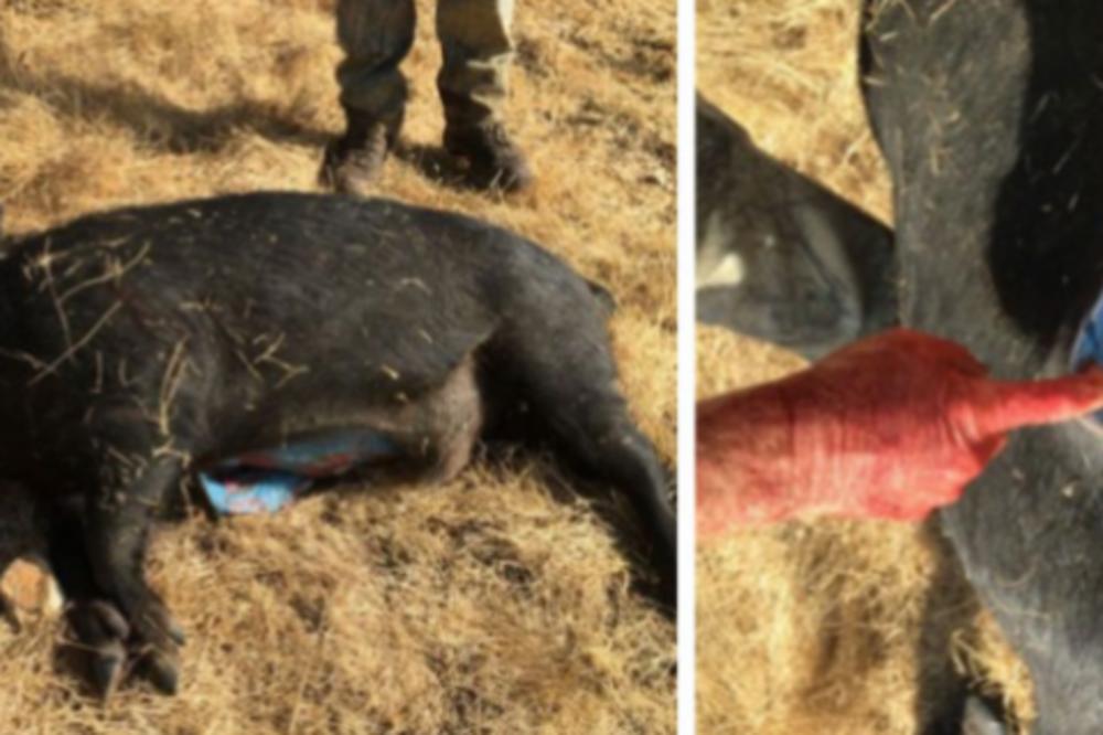 LOVCI UBILI DIVLJU SVINJU, PA POTOM OSTALI U ŠOKU: Kada su je rasporili nisu mogli da veruju ŠTA VIDE! (VIDEO)