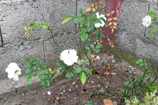 PROLEĆE KAD MU VREME NIJE? U Srbij cveće cveta usred NOVEMBRA (FOTO)