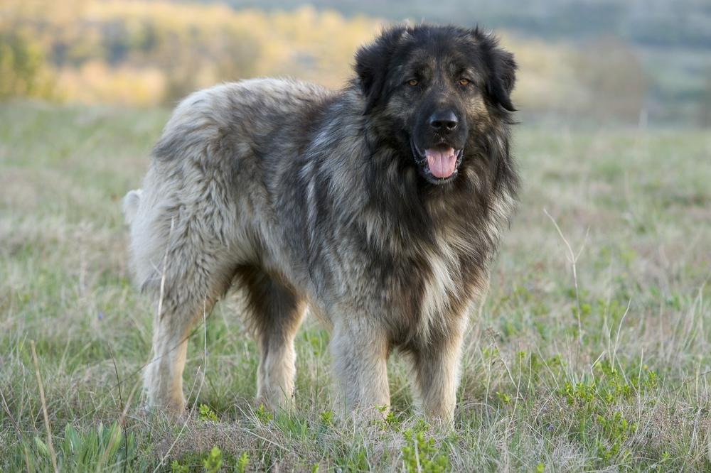 ČIM SU SE PRESELILI, PAS JE POČEO NEPRESTANO DA LAJE: Kada čujete razlog, ZAPREPASTIĆETE SE!
