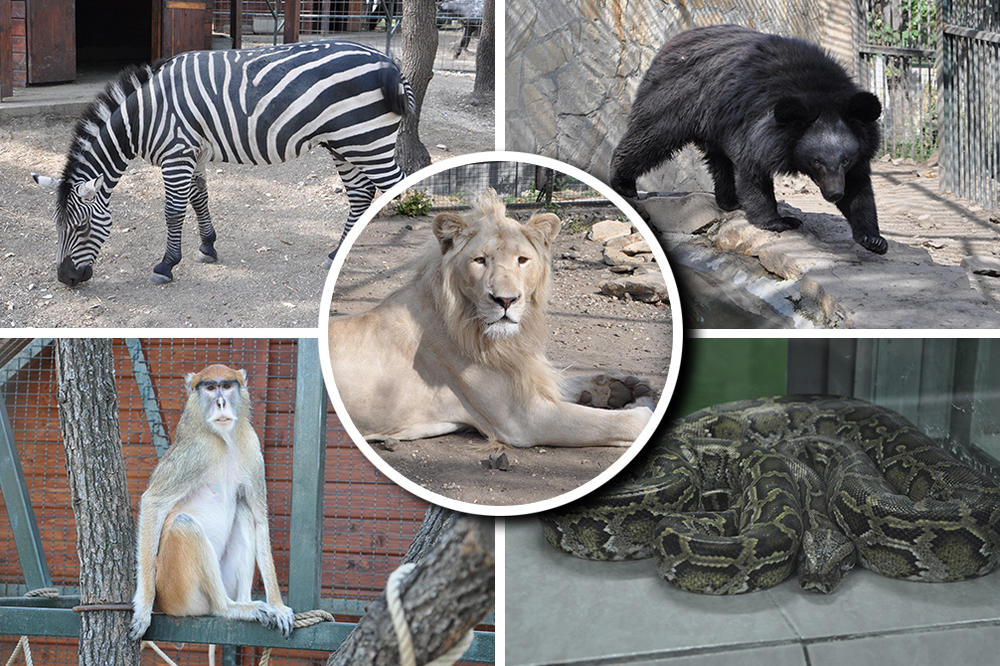 BORSKI ZOOLOŠKI VRT POSEDUJE 70 VRSTA ŽIVOTINJA I PREKO 120 JEDINKI: Ovo je jedan od najlepših zoo vrtova u Srbiji