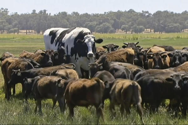 OVO JE NAJVEĆI VO NA SVETU: Zbog svoje veličine, biće pošteđen i klanice!