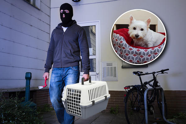 SRBIJOM HARA PSEĆA MAFIJA! Beograđanki je ljubimca ukrala plavokosa devojka pa tražili OTKUP, ove rase su NA METI