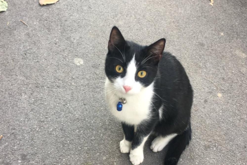 DA LI STE VIDELI OVU SLATKU MACU? Molimo vas POMOZITE da je vratimo u njen DOM - Ovaj APEL je digao Beograd na noge