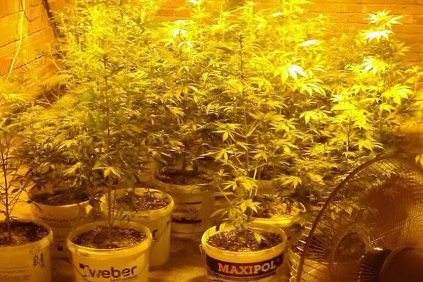 POLICIJA JE UPALA U STAN U NIŠU I ZATEKLA JEZIV PRIZOR! Čovek je imao LABARATORIJU MARIHUANE, ali to nije sve