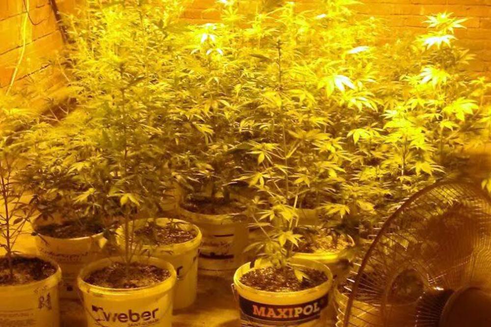 POLICIJA JE UPALA U STAN U NIŠU I ZATEKLA JEZIV PRIZOR! Čovek je imao LABARATORIJU MARIHUANE, ali to nije sve