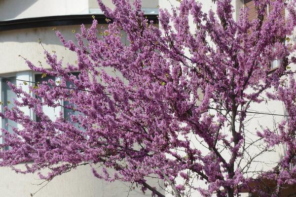 BILJKA CAR! Neverovatno je koje sve ZDRAVSTVENE PROBLEME LEČI JORGOVAN!