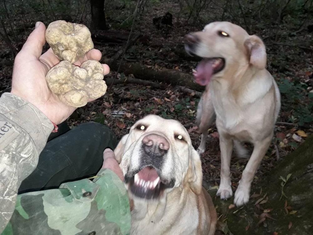 Obučeni psi za tartufe  