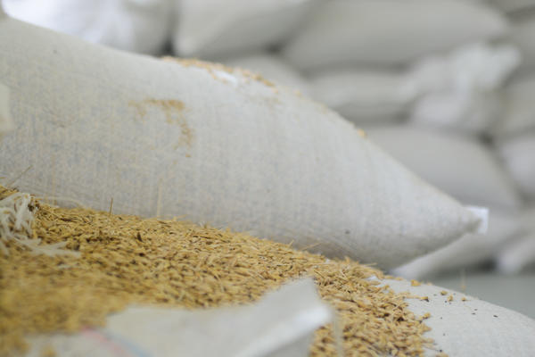 CENE U SRBIJI POREMEĆENE: Pšenica sve skuplja, nafta pojeftinila, kurs dinara OBORIO OVOGODIŠNJI REKORD