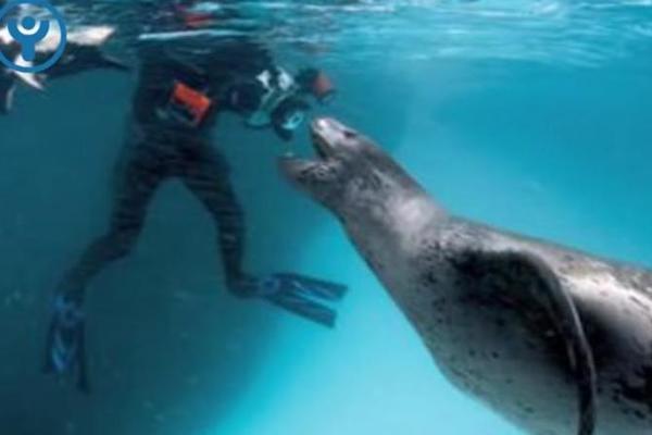 TIGRASTA FOKA JE STAVILA CELU NJEGOVU GLAVU U USTA: Onda se dogodilo nešto što ne možete ni da zamislite! (VIDEO)