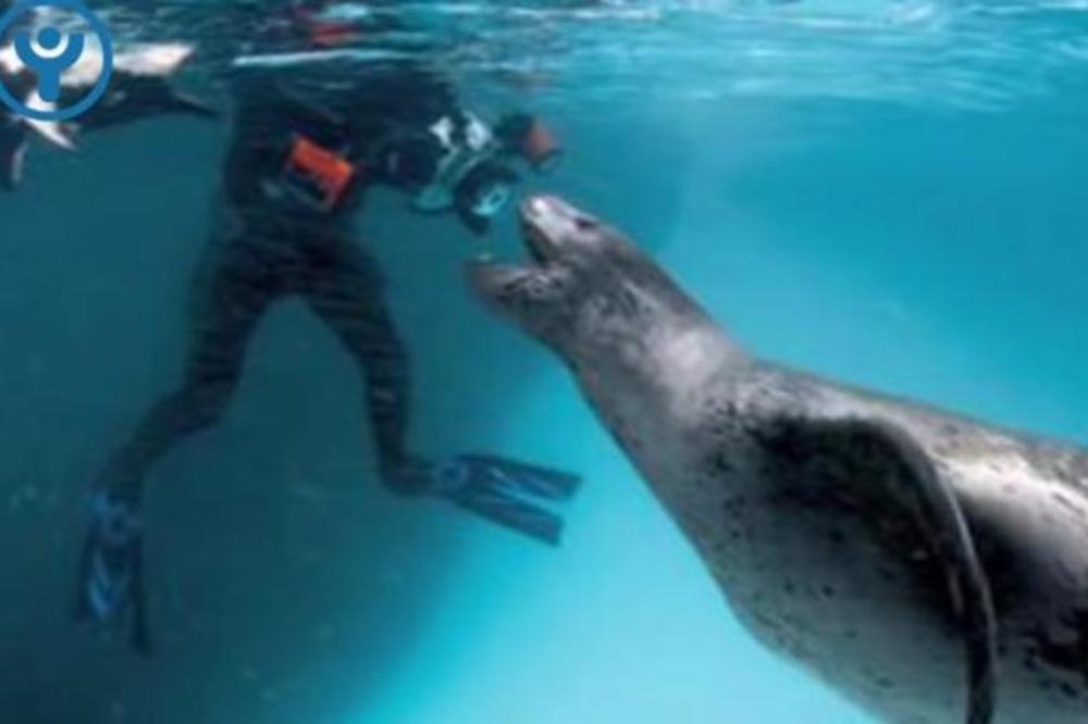 TIGRASTA FOKA JE STAVILA CELU NJEGOVU GLAVU U USTA: Onda se dogodilo nešto što ne možete ni da zamislite! (VIDEO)