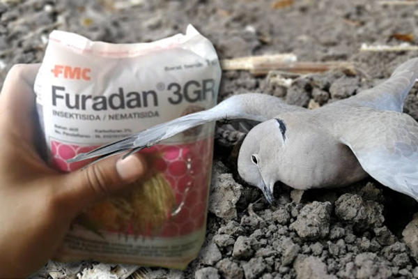 MILIGRAM OVOG OTROVA MOŽE DA UBIJE ČOVEKA: U Srbiju ilegalnim tokovima ulazi ovaj OTROV koji MUČKI ubija životinje