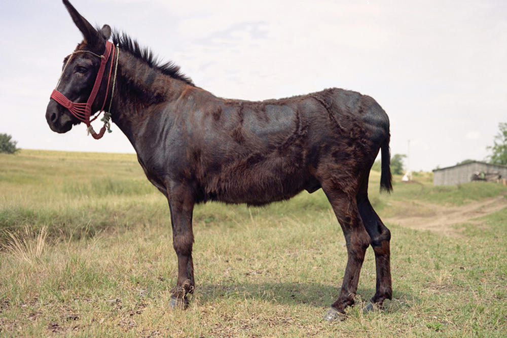 Izložbe međunarodnog umetničkog filma, Milana Aleksića i Ivana Šuletića u KCB-u
