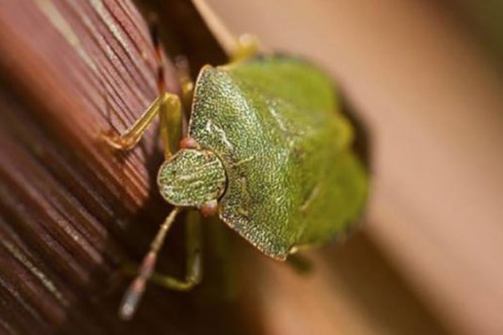 OTKRIVENA NOVA VRSTA SMRDIBUBE! Od ovog insekta će se Srbi JOŠ VIŠE JEŽITI (FOTO)