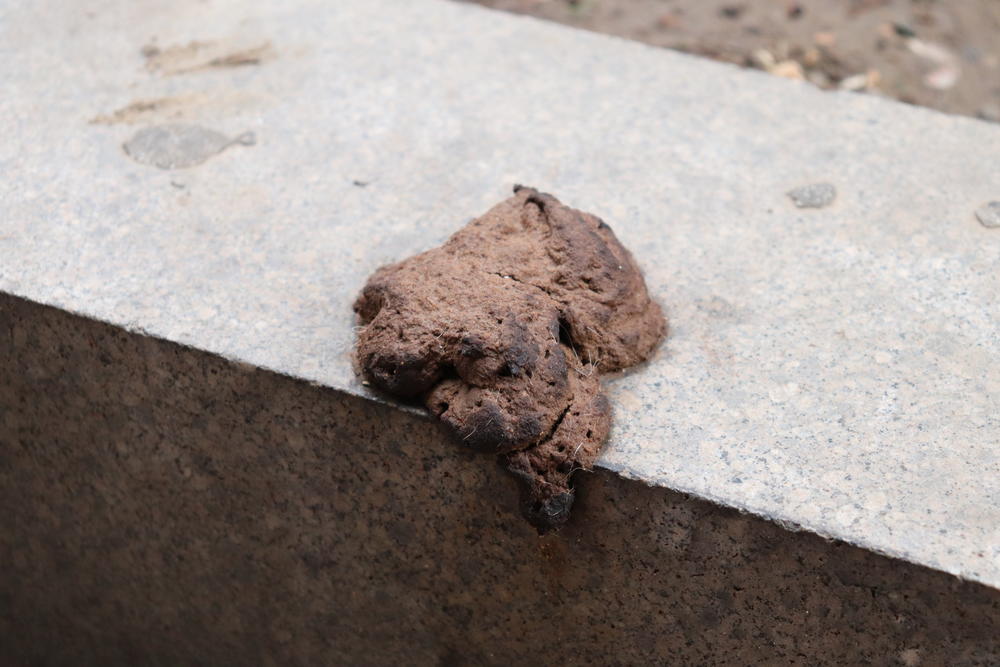 Pseći izmet na ulicama Beograda    