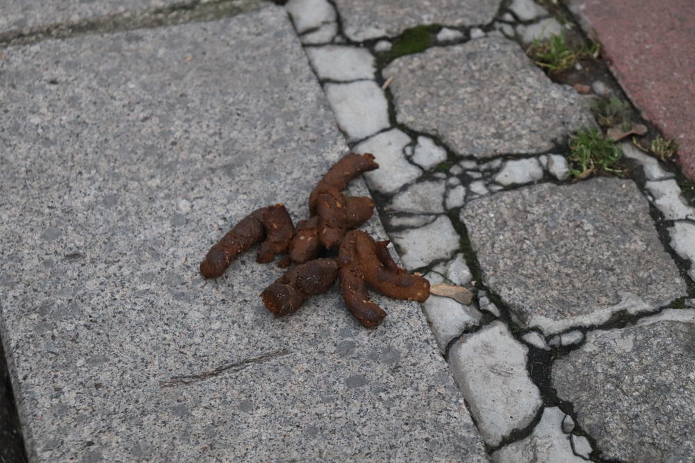 Pseći izmet na ulicama Beograda  