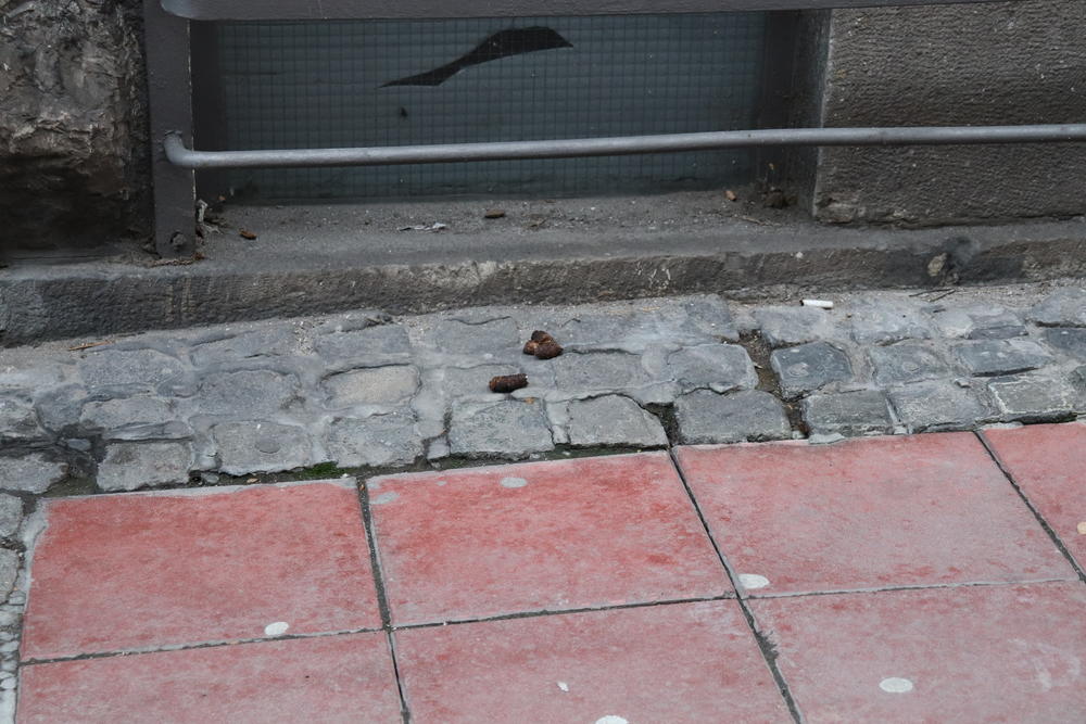 Pseći izmet na ulicama Beograda    