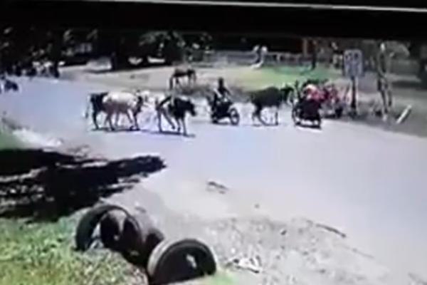 MUŠKARAC NA MOTORU NIJE DAO KRAVI PRVENSTVO PROLAZA: Zbog toga je gorko zažalio!