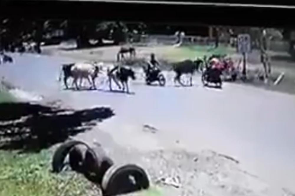 MUŠKARAC NA MOTORU NIJE DAO KRAVI PRVENSTVO PROLAZA: Zbog toga je gorko zažalio!