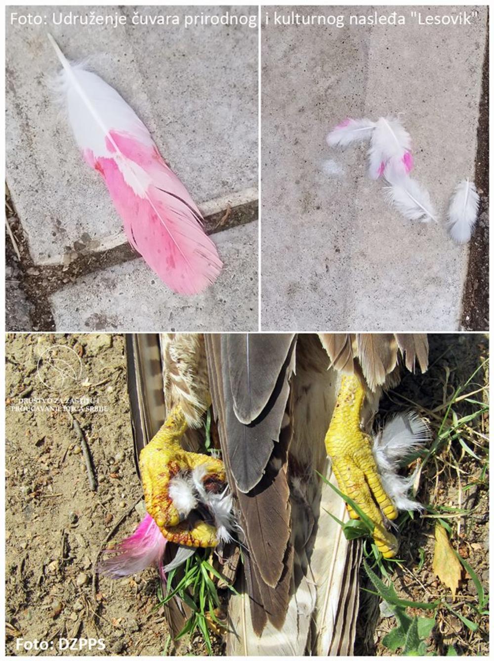 Otrovane ptice su opasnost po decu    