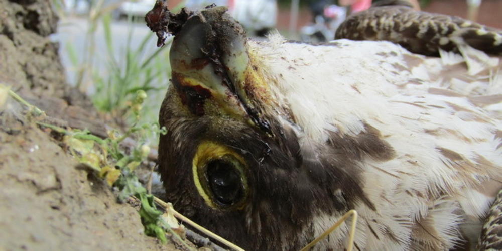 Otrovana ženka sivog sokola  