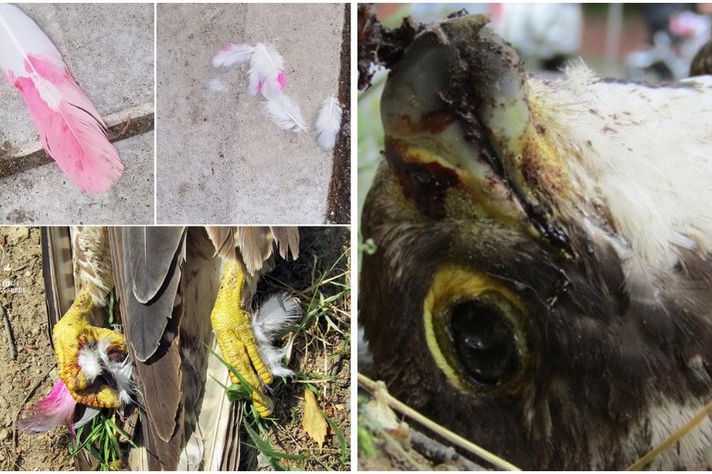 SRBIJOM LETE OTROVNI GOLUBOVI: Prepoznaćete ih po ROZE ili LJUBIČASTOM perju, a kontakt s njima može biti FATALAN!