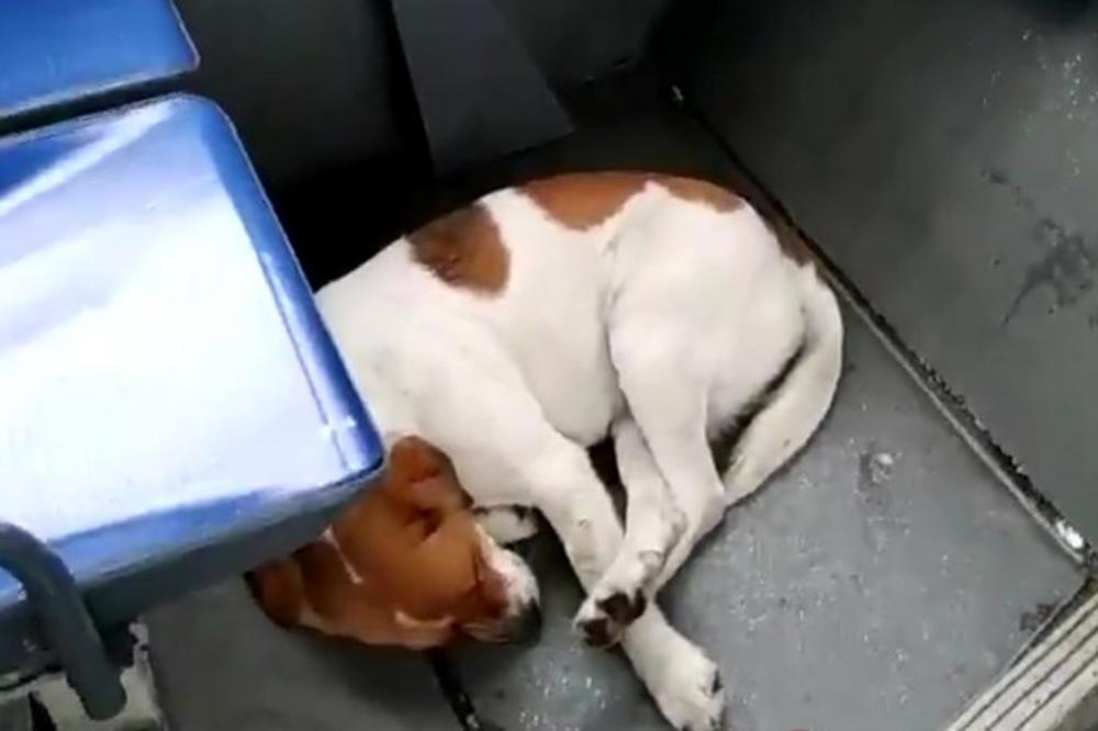 POTRAŽIO JE SPAS OD ZIME U AUTOBUSU! U ovog putnika gledao je ceo Zemun! (FOTO)