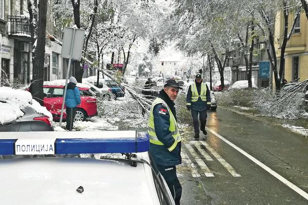 SNEG MASOVNO LOMIO GRANE PO BEOGRADU: Evo šta PRVO MORATE DA URADITE kada vam drvo padne na automobil!
