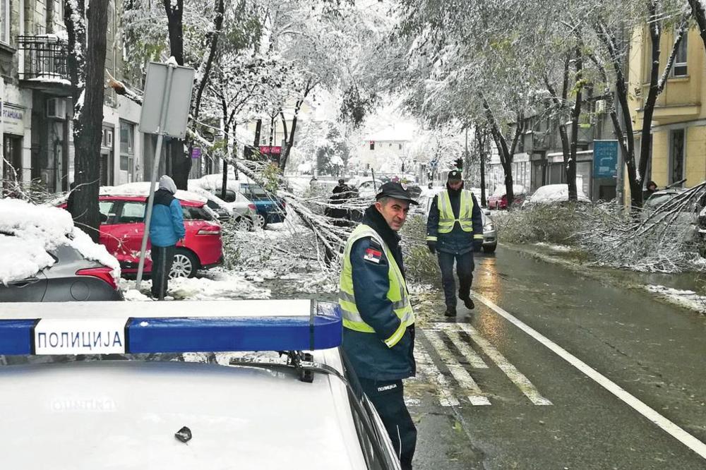 SNEG MASOVNO LOMIO GRANE PO BEOGRADU: Evo šta PRVO MORATE DA URADITE kada vam drvo padne na automobil!