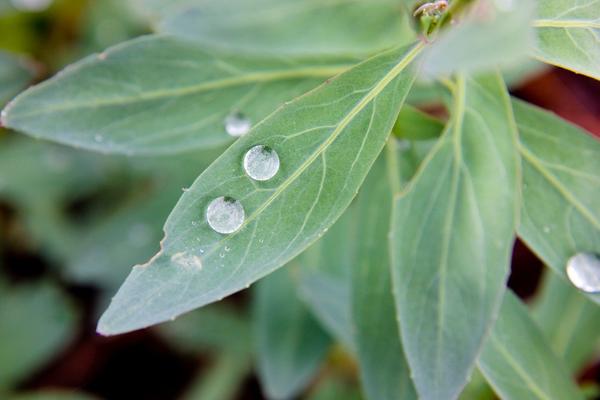 LIST KOJI NIJE SAMO VRHUNSKI ZAČIN ZA RAZNA JELA: Iskoristite ga na ovaj način, učiniće ČUDO za vaše ZDRAVLJE!