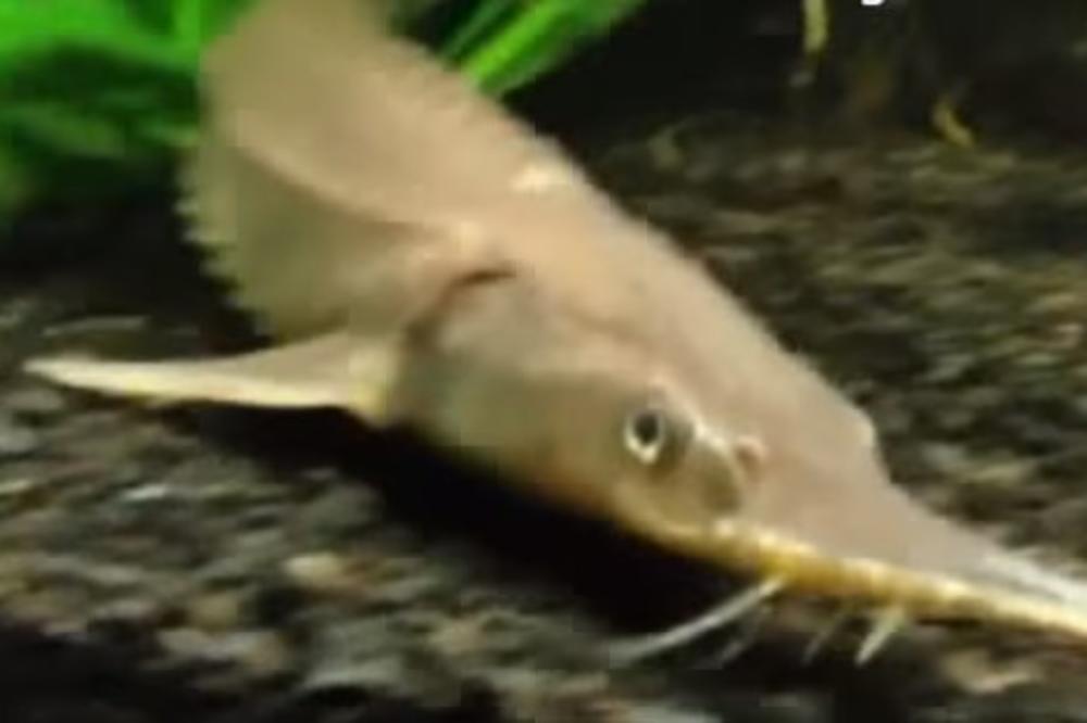 VEST KOJA ĆE ZANIMATI SVE SRPSKE RIBOLOVCE: Od Nove godine zabranjen lov ribe koju vole svi Srbi